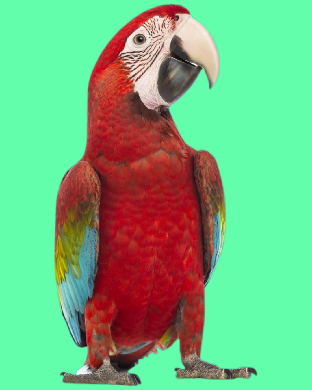 Charley Charley the parrot on a green background